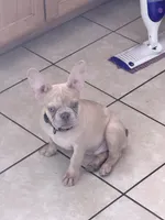 Butter, a male French Bulldog for sale in Vancouver, WA – 3 of 3