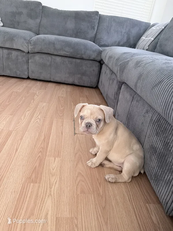 Butter – French Bulldog puppy for sale in Las Vegas, NV