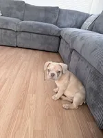 Butter, a male French Bulldog for sale in Las Vegas, NV – 1 of 2