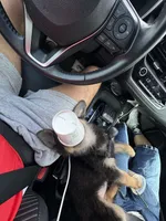 Devi, a female German Shepherd Dog for sale in Gainesville, FL – 8 of 9