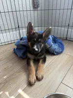 Devi, a female German Shepherd Dog for sale in Gainesville, FL – 9 of 9