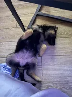 Devi, a female German Shepherd Dog for sale in Gainesville, FL – 6 of 9
