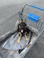 Devi, a female German Shepherd Dog for sale in Gainesville, FL – 5 of 9