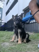 Devi, a female German Shepherd Dog for sale in Gainesville, FL – 3 of 9