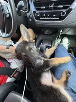 Devi, a female German Shepherd Dog for sale in Gainesville, FL – 4 of 9