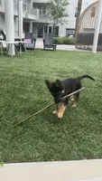 Devi, a female German Shepherd Dog for sale in Gainesville, FL – 7 of 9