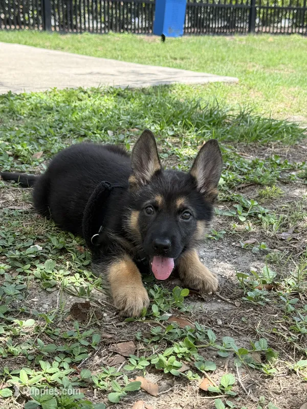 Devi – German Shepherd Dog puppy for sale in Gainesville, FL