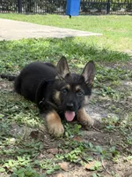 Devi, a female German Shepherd Dog for sale in Gainesville, FL – 1 of 9