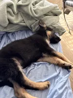Devi, a female German Shepherd Dog for sale in Gainesville, FL – 2 of 9
