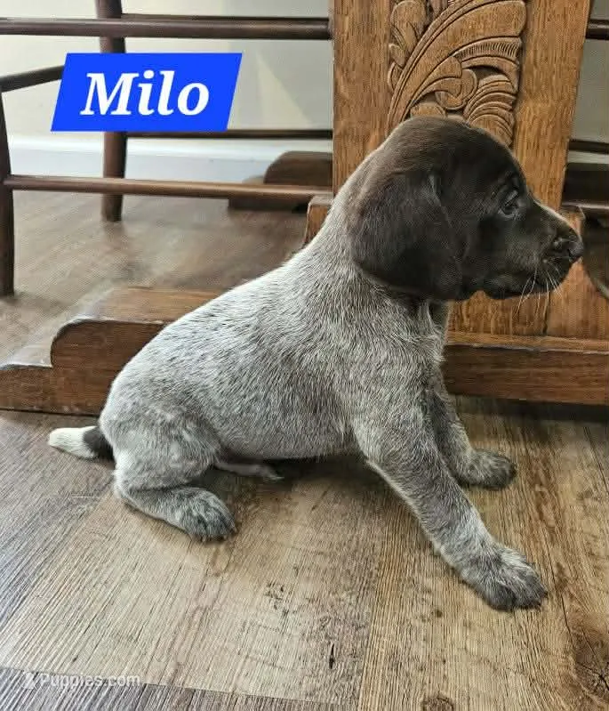 Milo  – German Shorthaired Pointer puppy for sale in Valdosta, GA