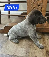 Milo , a male German Shorthaired Pointer for sale in Valdosta, GA – 1 of 6