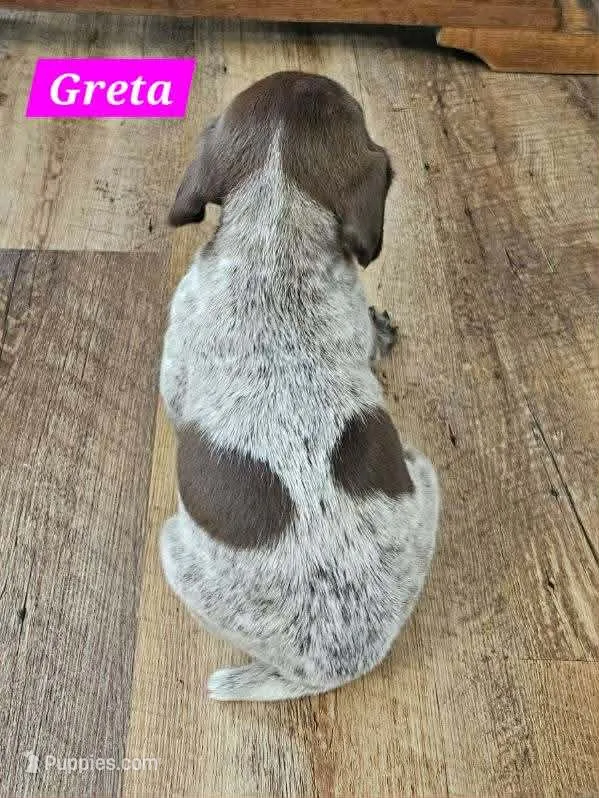 Greta – German Shorthaired Pointer puppy for sale in Valdosta, GA