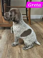 Greta, a male German Shorthaired Pointer for sale in Valdosta, GA – 3 of 6