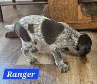 Ranger , a male German Shorthaired Pointer for sale in Valdosta, GA – 2 of 4