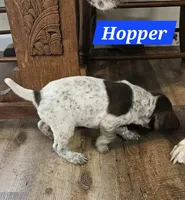Hopper , a male German Shorthaired Pointer for sale in Valdosta, GA – 2 of 6
