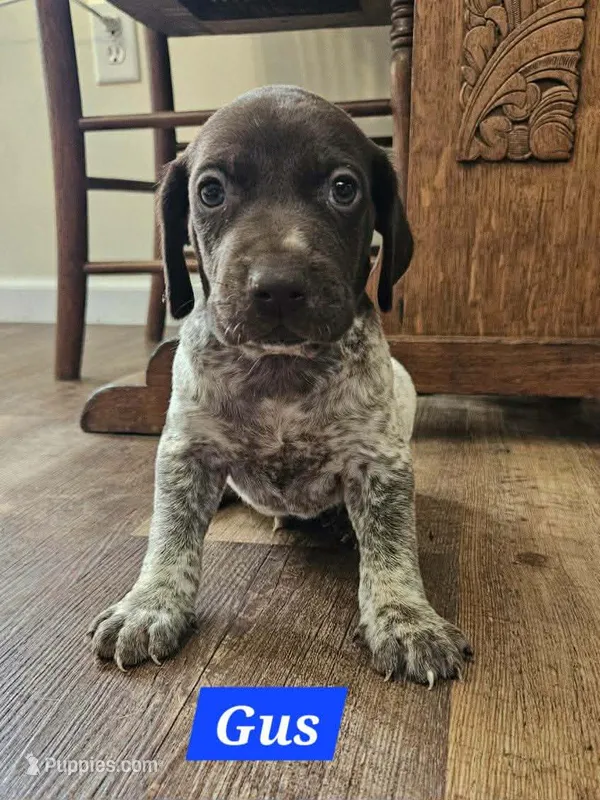 Gus  – German Shorthaired Pointer puppy for sale in Valdosta, GA