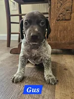 Gus , a male German Shorthaired Pointer for sale in Valdosta, GA – 2 of 6