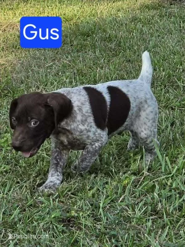 Gus  – German Shorthaired Pointer puppy for sale in Valdosta, GA