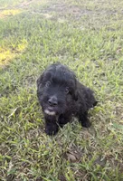 Mac , a male Aussiedoodle for sale in Valdosta, GA – 4 of 7