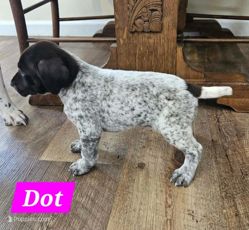 Dot – German Shorthaired Pointer puppy for sale in Valdosta, GA