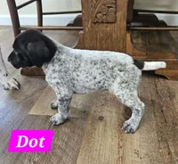 Dot, a female German Shorthaired Pointer for sale in Valdosta, GA – 1 of 6