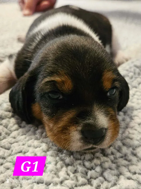 G1 – Beagle puppy for sale in Valdosta, GA
