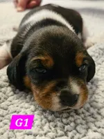 G1, a female Beagle for sale in Valdosta, GA – 1 of 2