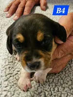 B4, a male Beagle for sale in Valdosta, GA – 2 of 2