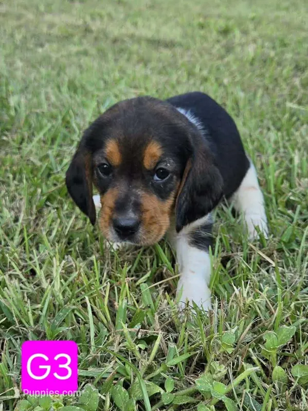 G3 – Beagle puppy for sale in Valdosta, GA