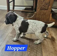 Hopper , a male German Shorthaired Pointer for sale in Valdosta, GA – 3 of 6