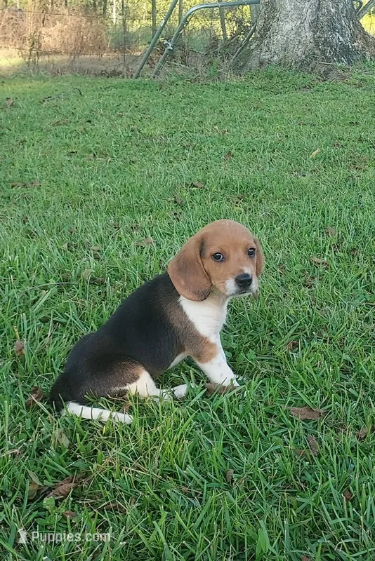B2 – Beagle puppy for sale in Valdosta, GA