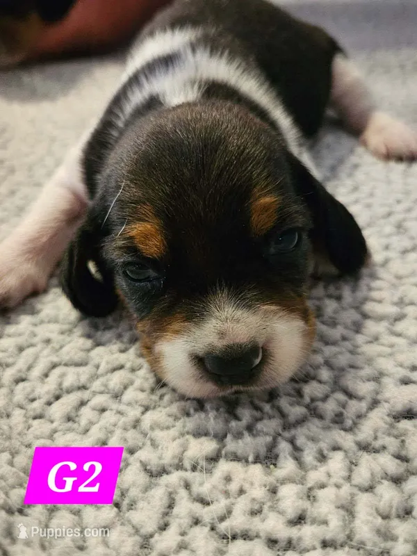 G2 – Beagle puppy for sale in Valdosta, GA