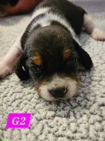 G2, a female Beagle for sale in Valdosta, GA – 1 of 3