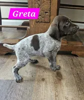 Greta, a male German Shorthaired Pointer for sale in Valdosta, GA – 4 of 6