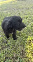 Mac , a male Aussiedoodle for sale in Valdosta, GA – 3 of 7