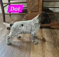Dot, a female German Shorthaired Pointer for sale in Valdosta, GA – 2 of 6