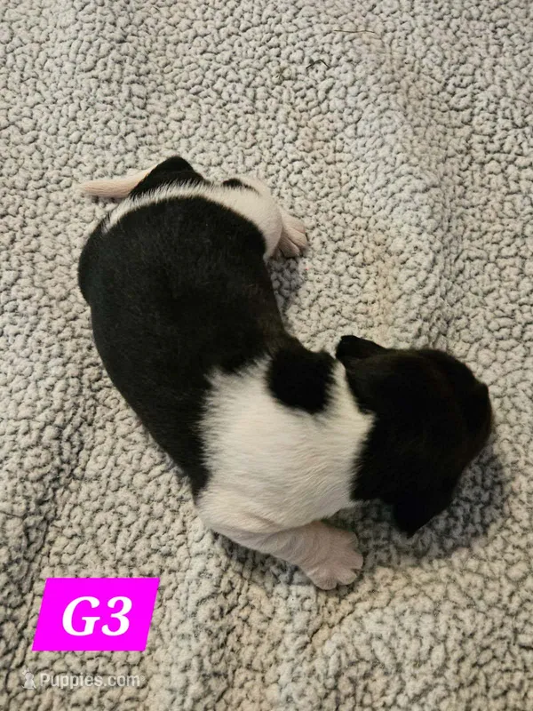 G3 – Beagle puppy for sale in Valdosta, GA