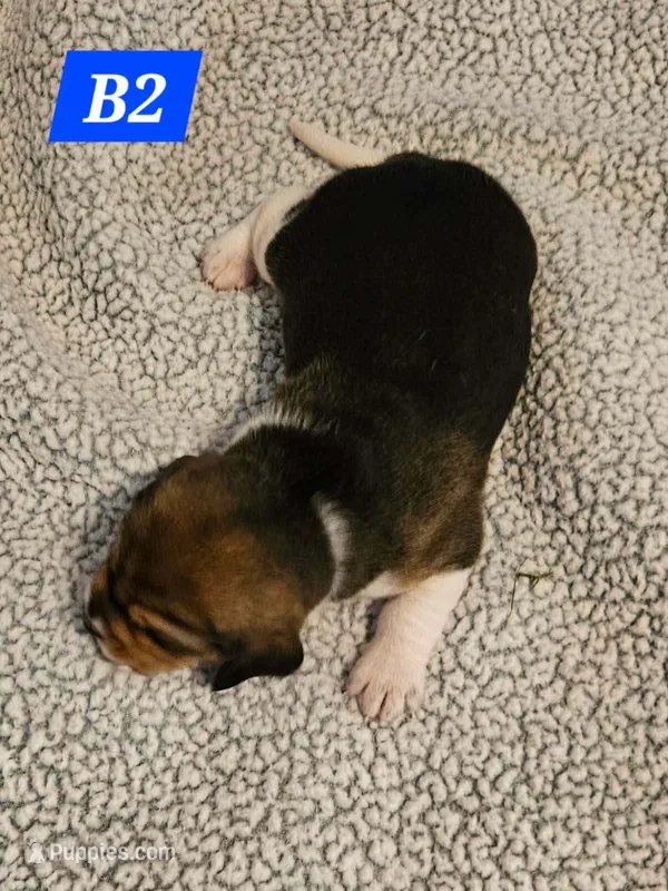 B2 – Beagle puppy for sale in Valdosta, GA