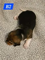 B2, a male Beagle for sale in Valdosta, GA – 1 of 2