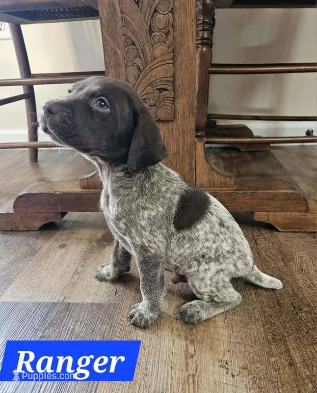 Ranger  – German Shorthaired Pointer puppy for sale in Valdosta, GA