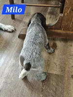Milo , a male German Shorthaired Pointer for sale in Valdosta, GA – 3 of 6