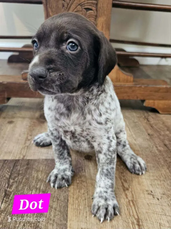 Dot – German Shorthaired Pointer puppy for sale in Valdosta, GA