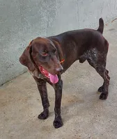 Dot, a female German Shorthaired Pointer for sale in Valdosta, GA – 5 of 6