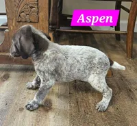 Aspen, a female German Shorthaired Pointer for sale in Valdosta, GA – 3 of 7