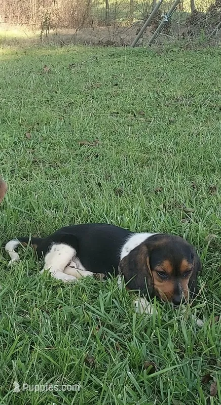 G3 – Beagle puppy for sale in Valdosta, GA