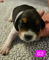 G2, a female Beagle for sale in Valdosta, GA – 2 of 3