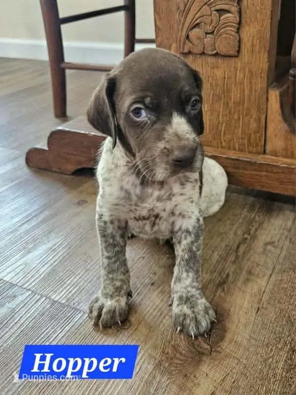 Hopper  – German Shorthaired Pointer puppy for sale in Valdosta, GA