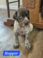 Hopper , a male German Shorthaired Pointer for sale in Valdosta, GA – 1 of 6