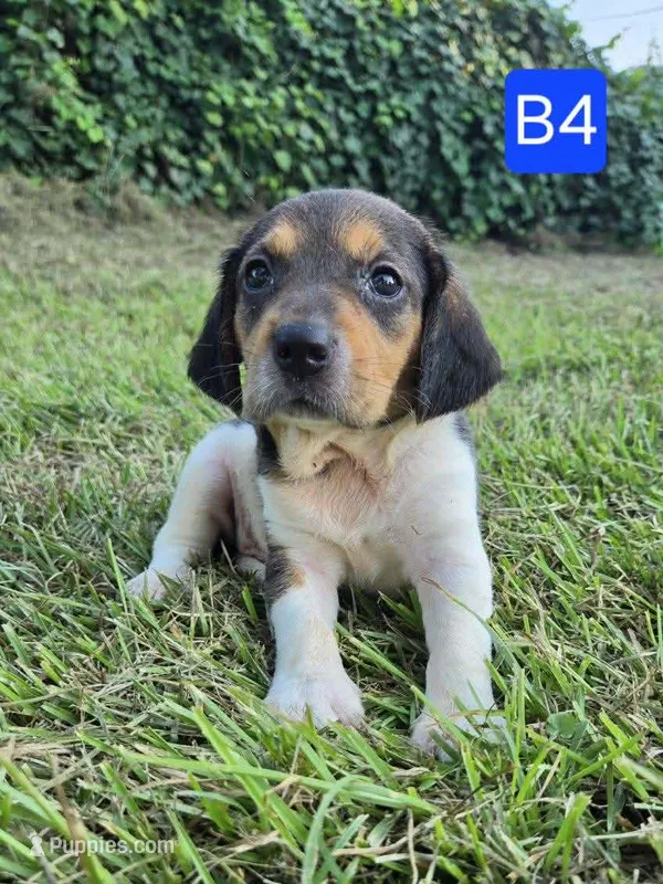 B4 – Beagle puppy for sale in Valdosta, GA