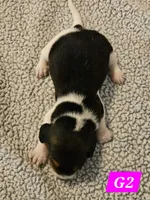 G2, a female Beagle for sale in Valdosta, GA – 3 of 3
